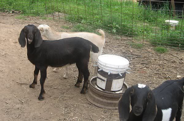 A few pics from today - Goats