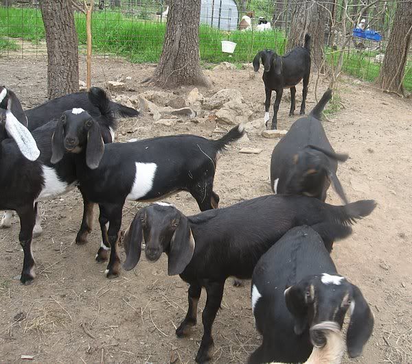 A few pics from today - Goats