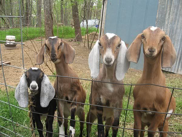 A few pics from today - Goats