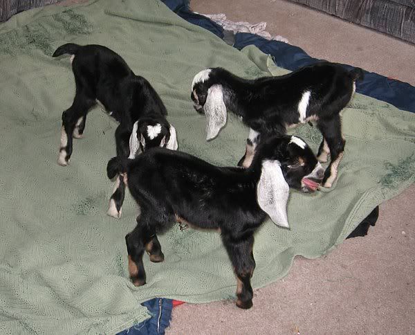 Peppercorn's Triplets and Twix's Twins - Goats