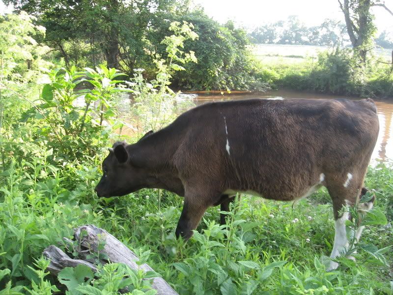 Weaned Steer For Sale-Missouri - Cattle