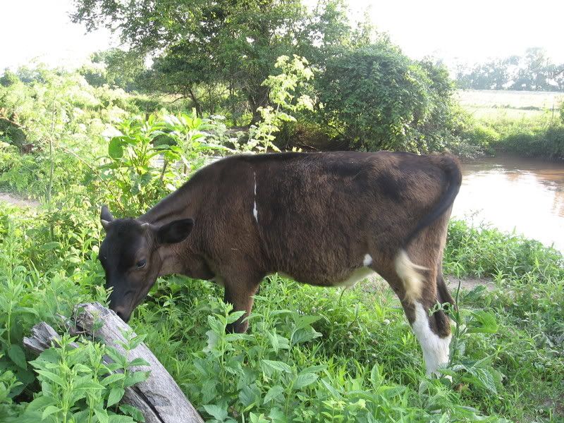 Weaned Steer For Sale-Missouri - Cattle