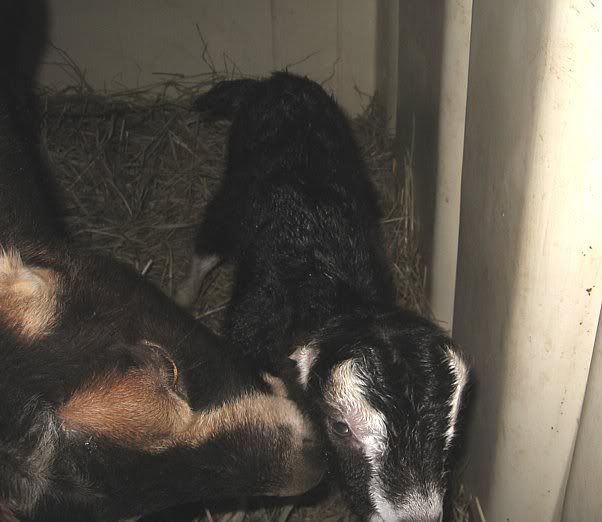 Peppercorn's Triplets and Twix's Twins - Goats