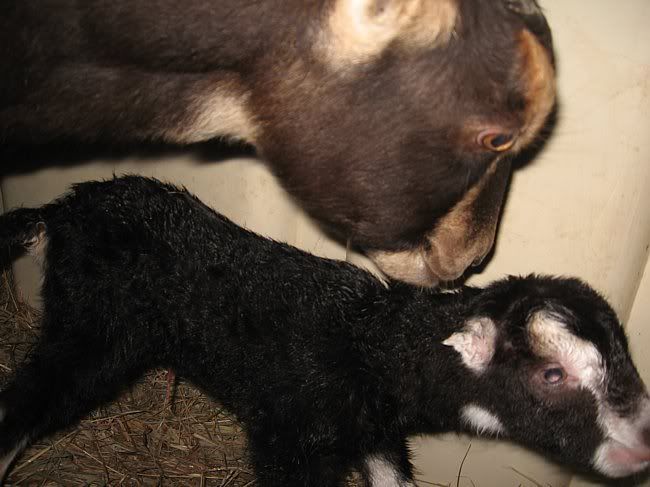 Peppercorn's Triplets and Twix's Twins - Goats