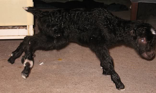 Peppercorn's Triplets and Twix's Twins - Goats