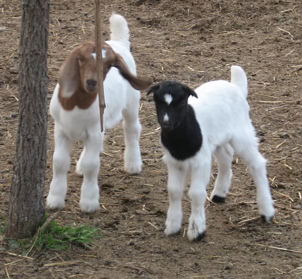 Ozark Jewels 2009 Kid Picture Thread - Goats
