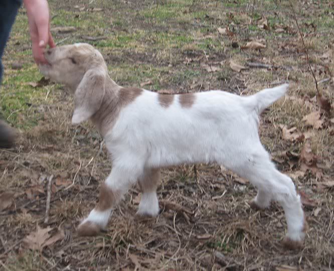 Ozark Jewels 2009 Kid Picture Thread - Goats