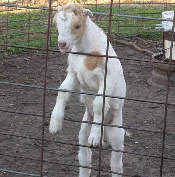 Ozark Jewels 2009 Kid Picture Thread - Goats