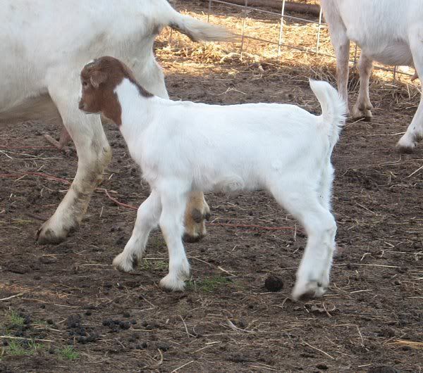 Ozark Jewels 2009 Kid Picture Thread - Goats