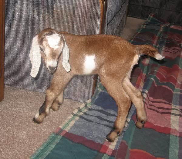 Ozark Jewels 2009 Kid Picture Thread - Goats