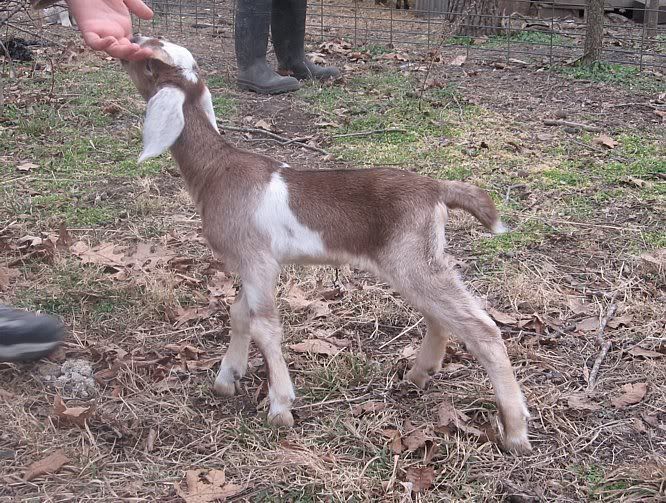 Ozark Jewels 2009 Kid Picture Thread - Goats