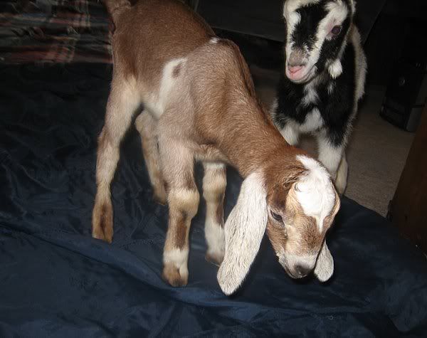 Ozark Jewels 2009 Kid Picture Thread - Goats