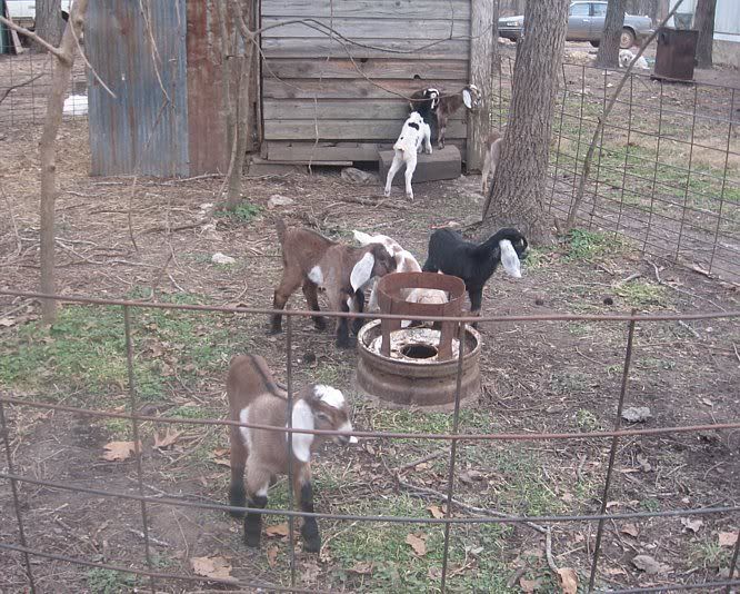 Ozark Jewels 2009 Kid Picture Thread - Goats