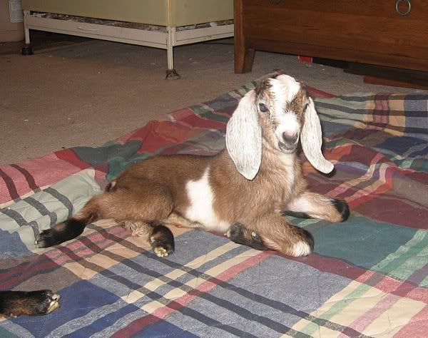 Ozark Jewels 2009 Kid Picture Thread - Goats