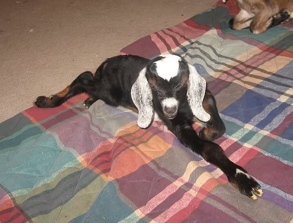 Ozark Jewels 2009 Kid Picture Thread - Goats