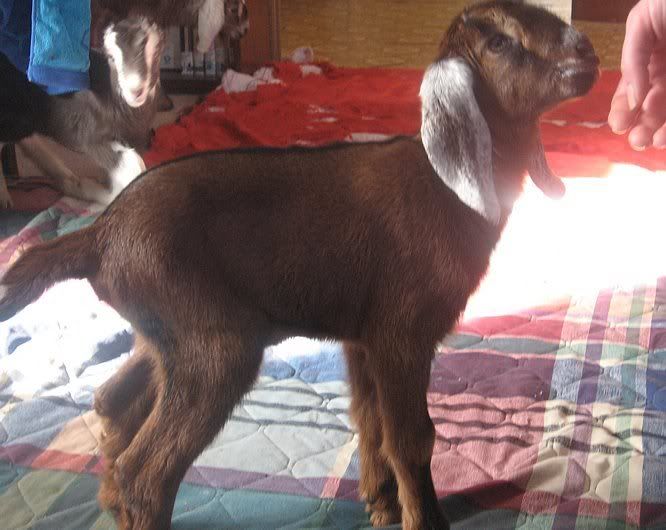 Ozark Jewels 2009 Kid Picture Thread - Goats