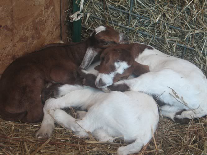 Ozark Jewels 2009 Kid Picture Thread - Goats