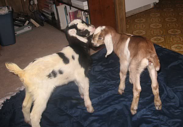 Ozark Jewels 2009 Kid Picture Thread - Goats