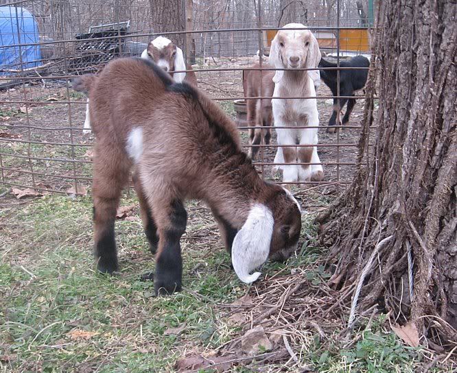 Ozark Jewels 2009 Kid Picture Thread - Goats