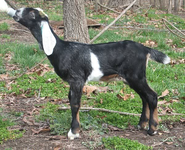 Ozark Jewels 2009 Kid Picture Thread - Goats