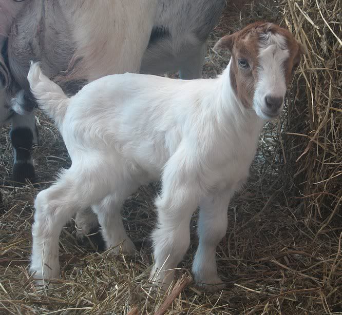 Ozark Jewels 2009 Kid Picture Thread - Goats