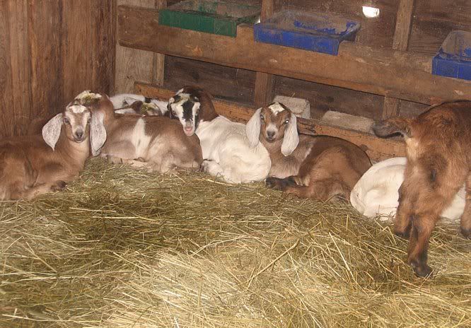 Ozark Jewels 2009 Kid Picture Thread - Goats