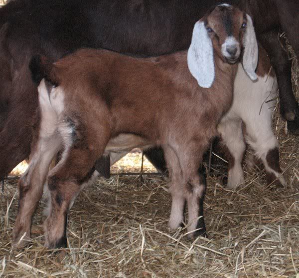 Ozark Jewels 2009 Kid Picture Thread - Goats