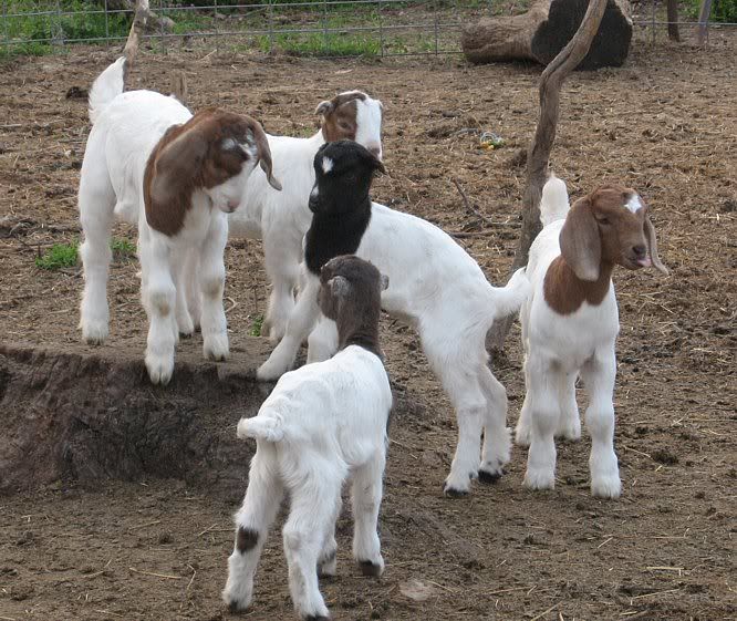 Ozark Jewels 2009 Kid Picture Thread - Goats