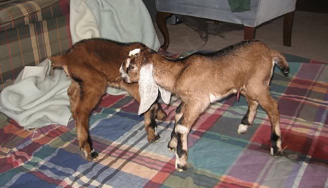 Ozark Jewels 2009 Kid Picture Thread - Goats