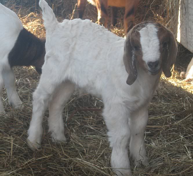 Ozark Jewels 2009 Kid Picture Thread - Goats