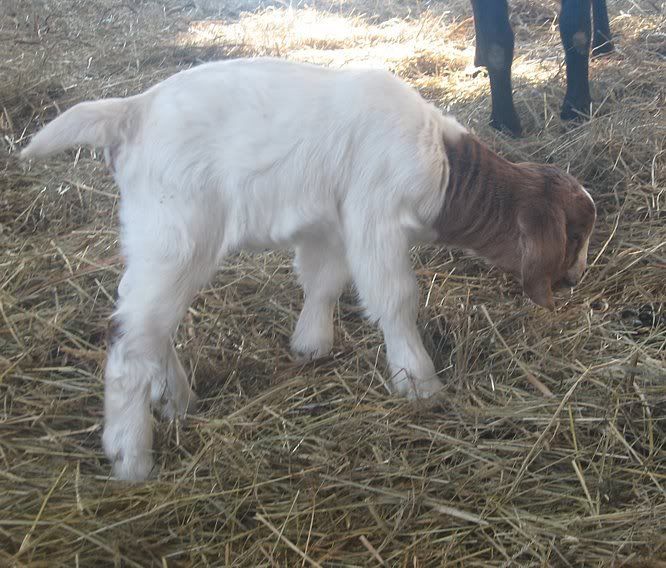 Ozark Jewels 2009 Kid Picture Thread - Goats