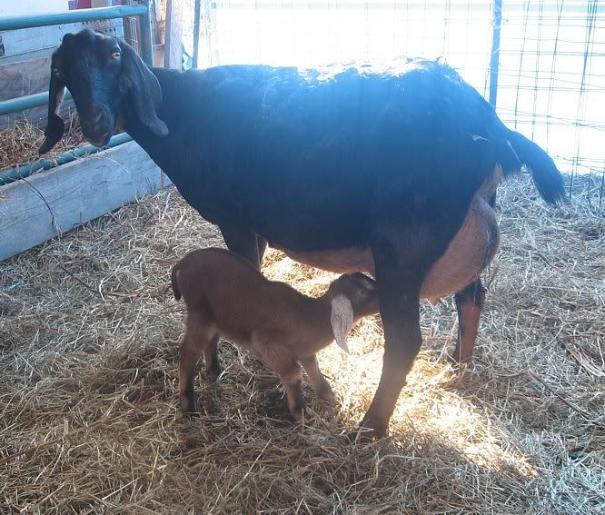 Ozark Jewels 2009 Kid Picture Thread - Goats