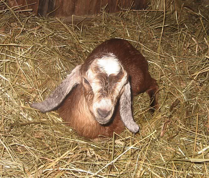 Ozark Jewels 2009 Kid Picture Thread - Goats