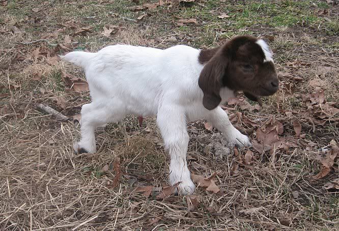 Ozark Jewels 2009 Kid Picture Thread - Goats