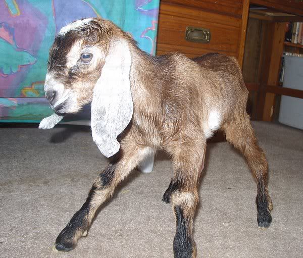 Last kids of the season!! - Goats