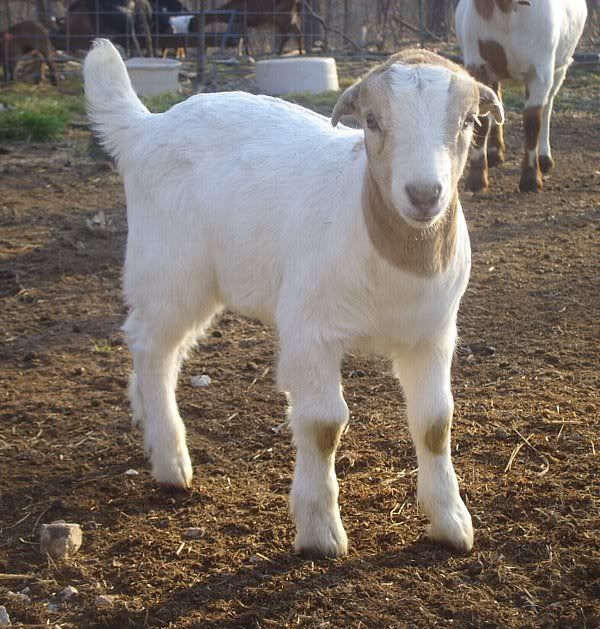 I've made my decision-Boers - Goats