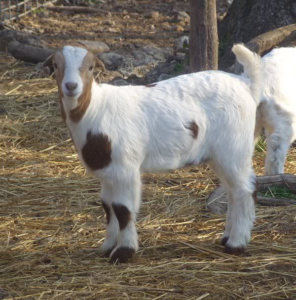 I've made my decision-Boers - Goats