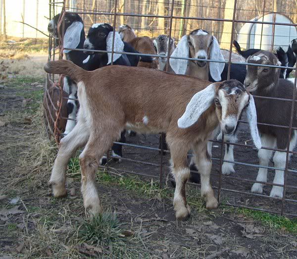 Doelings Available - Goats