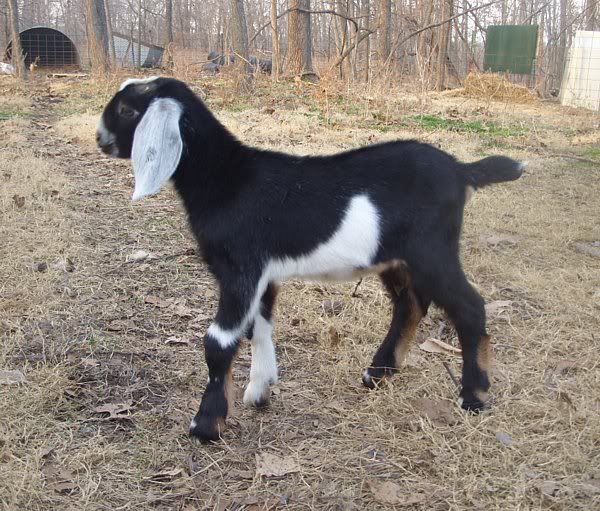 Get your bucklings now or forever hold your peace! - Goats