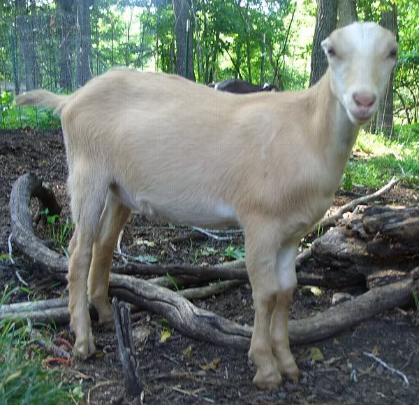 How come butcher kids are always the prettiest?? - Goats