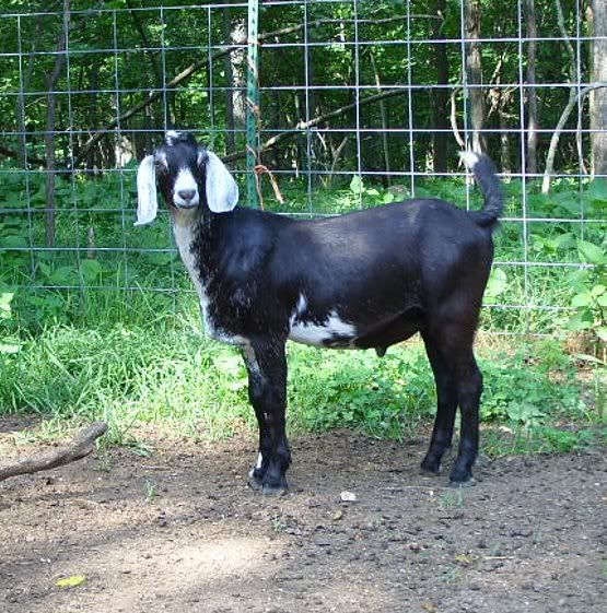 How come butcher kids are always the prettiest?? - Goats