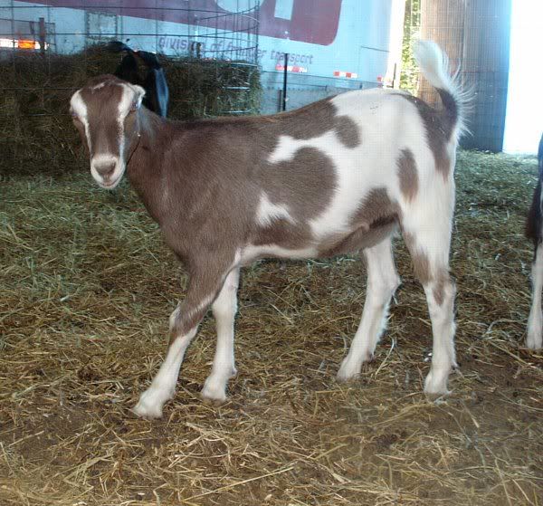 How come butcher kids are always the prettiest?? - Goats