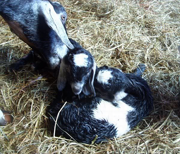 And I *Thought* I was finished! - Goats