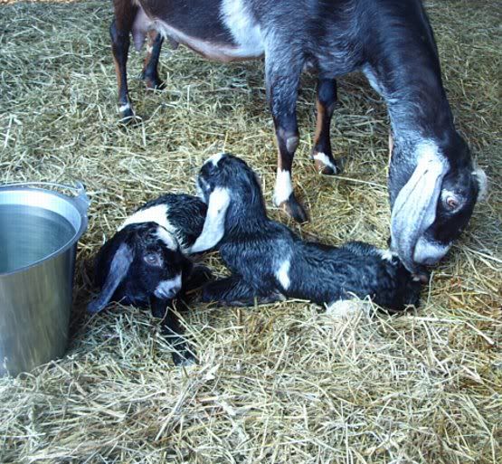 And I *Thought* I was finished! - Goats