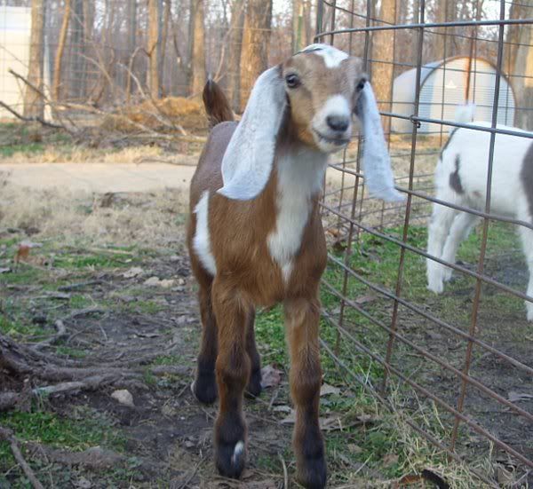 Doelings Available - Goats