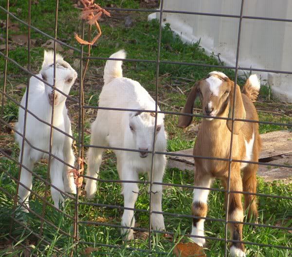 For Sale and Wanted - Goats