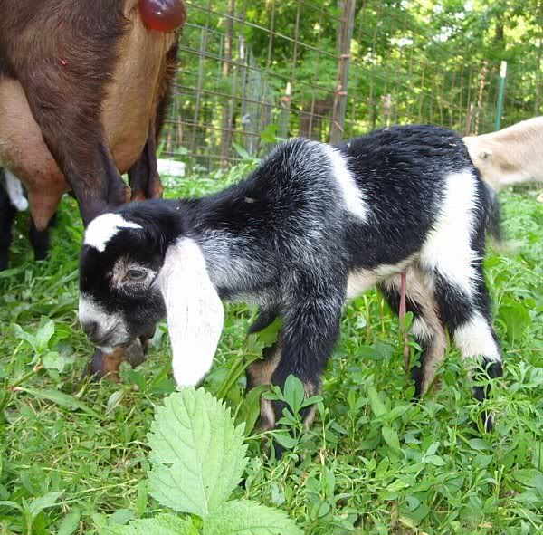 And I *Thought* I was finished! - Goats