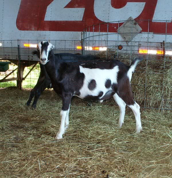 How come butcher kids are always the prettiest?? - Goats