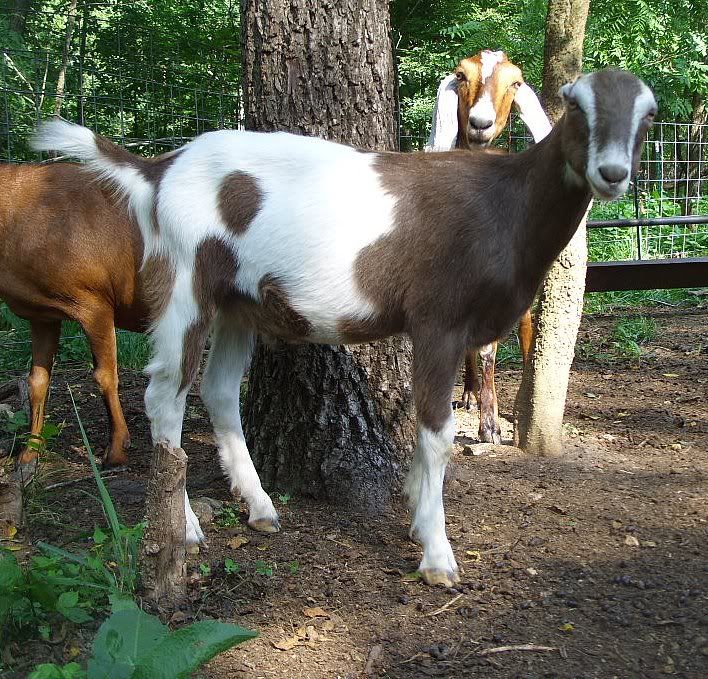 How come butcher kids are always the prettiest?? - Goats