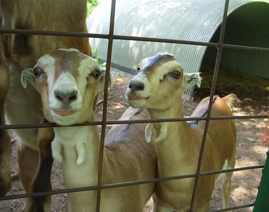 LaMancha X...what kind of ears? - Goats